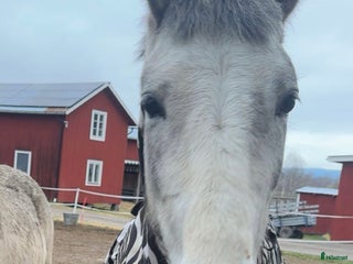 hästar Welsh partbred sto i Bollnäs - Annons 14
