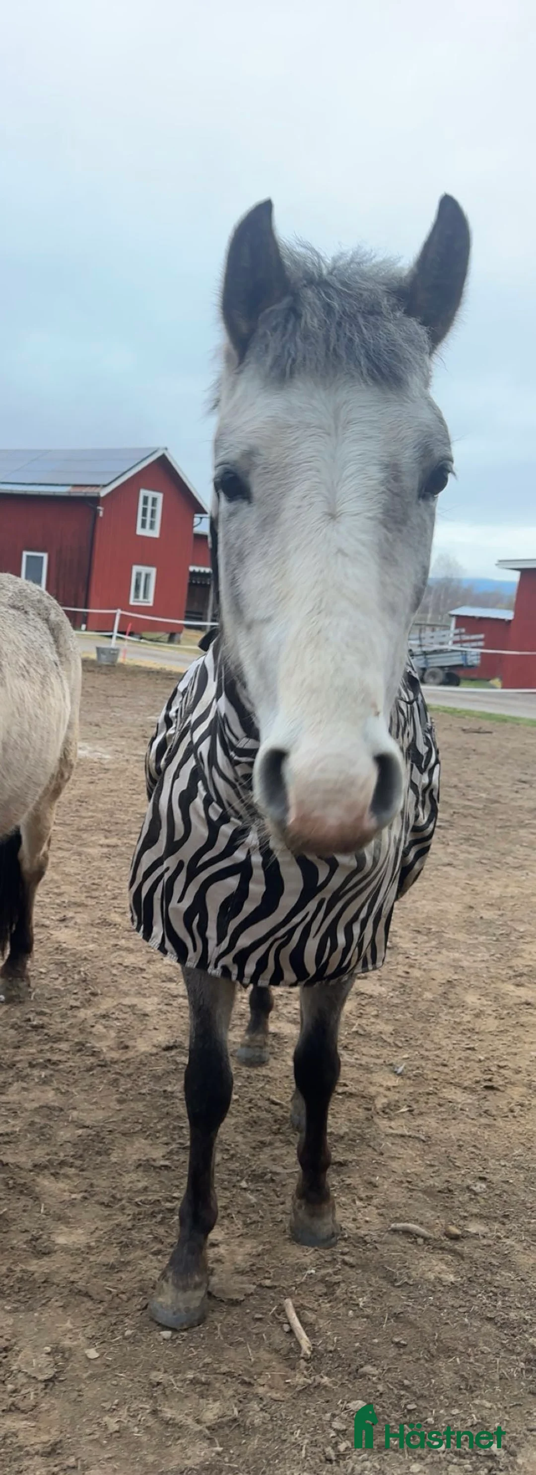 Allround hästar till salu: Welsh partbred sto i Bollnäs - Annons 1