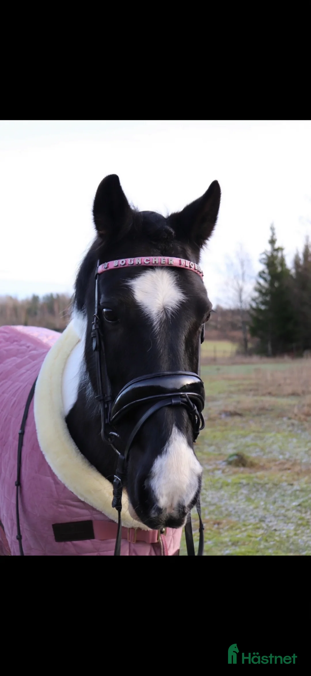 Träns hästutrustning till salu: Dressyrträns  - Annons 1