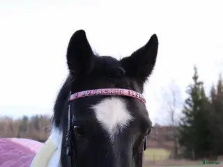 Träns hästutrustning Dressyrträns - Annons 9