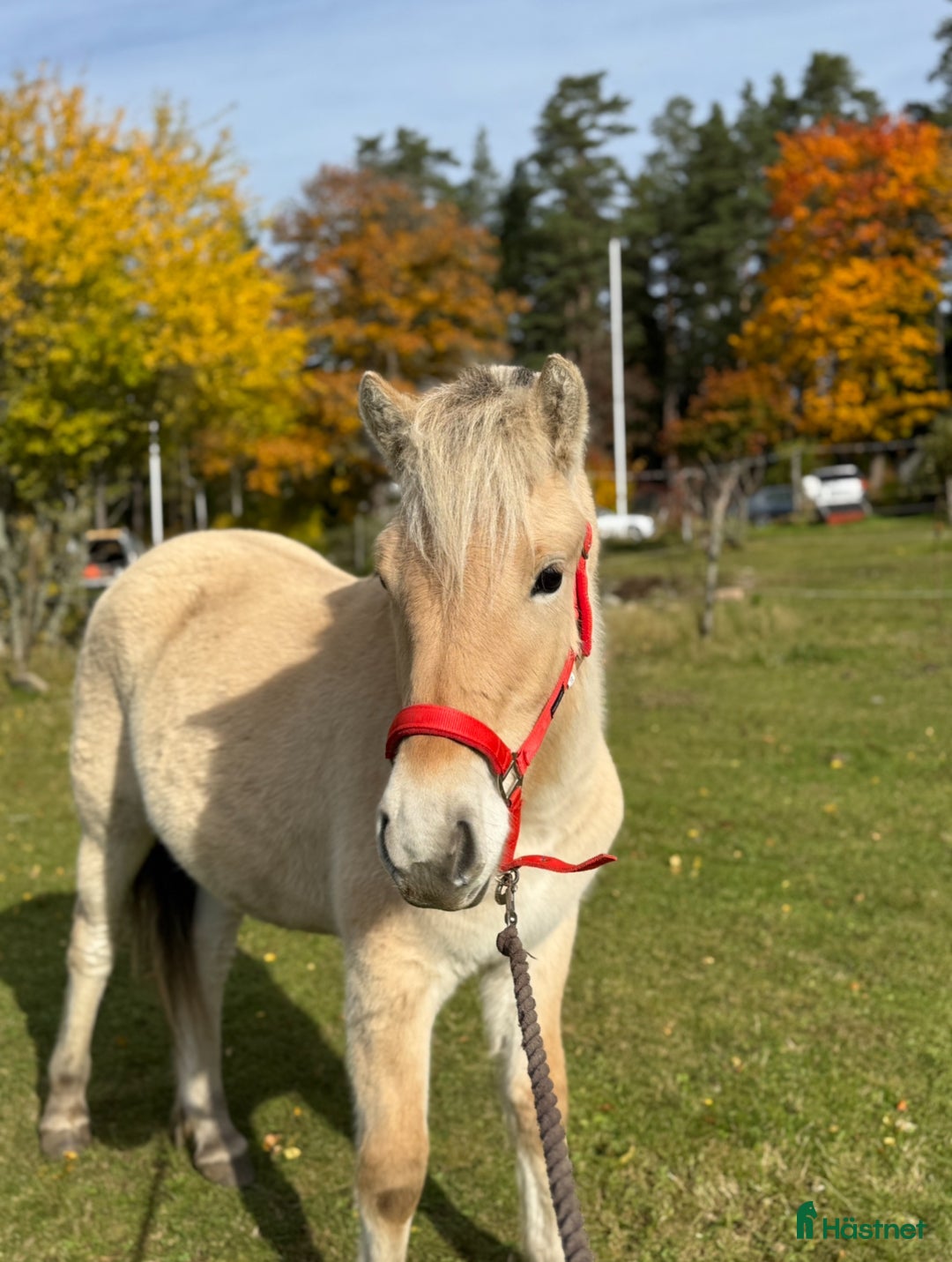 Allround hästar till salu:  1 års sto med utstrålning  i Korsberga - Annons 3