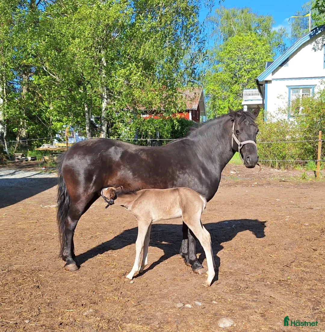 Allround hästar till salu: Supersnygg svart ponny med potential  i Ekolsund - Annons 3