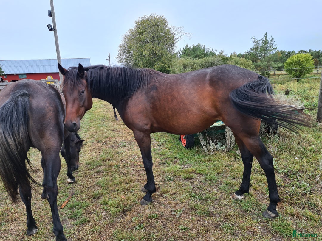 Trav hästar till salu: För trav/monte eller avel eller ridhäst i Havdhem - Annons 8