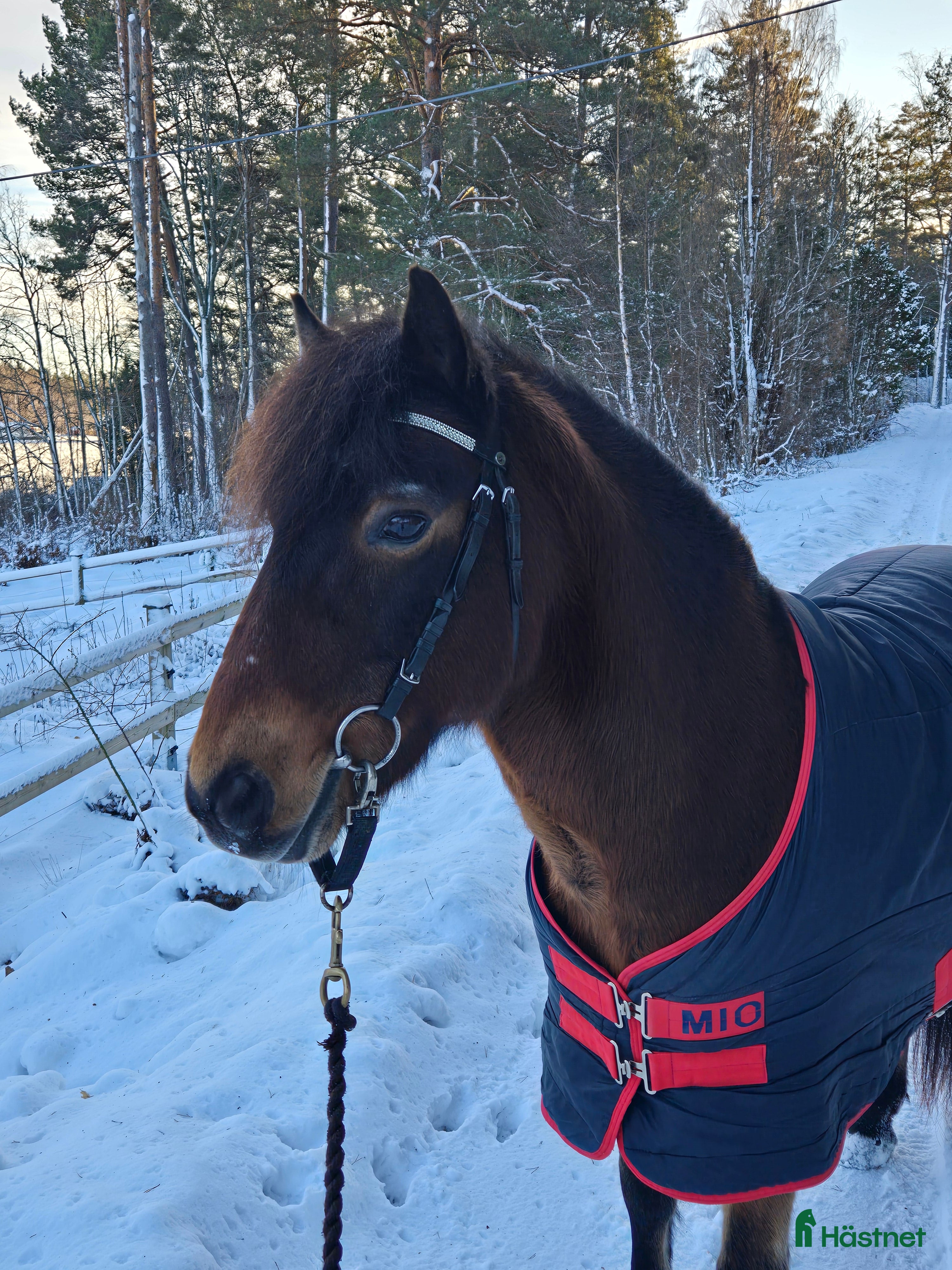  hästar En bästa kompis till salu i Ljusterö - Annons 7