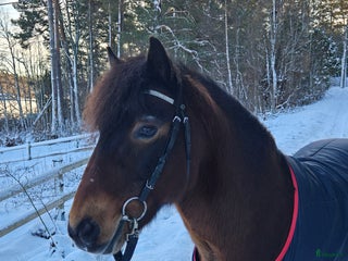 hästar En bästa kompis till salu i Ljusterö - Annons 7