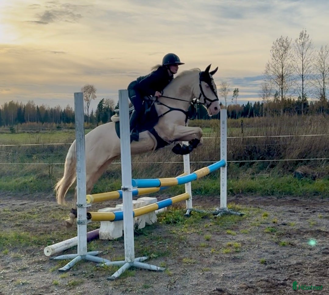 Allround hästar till salu: En riktig blickfångare  i Västerfärnebo - Annons 8