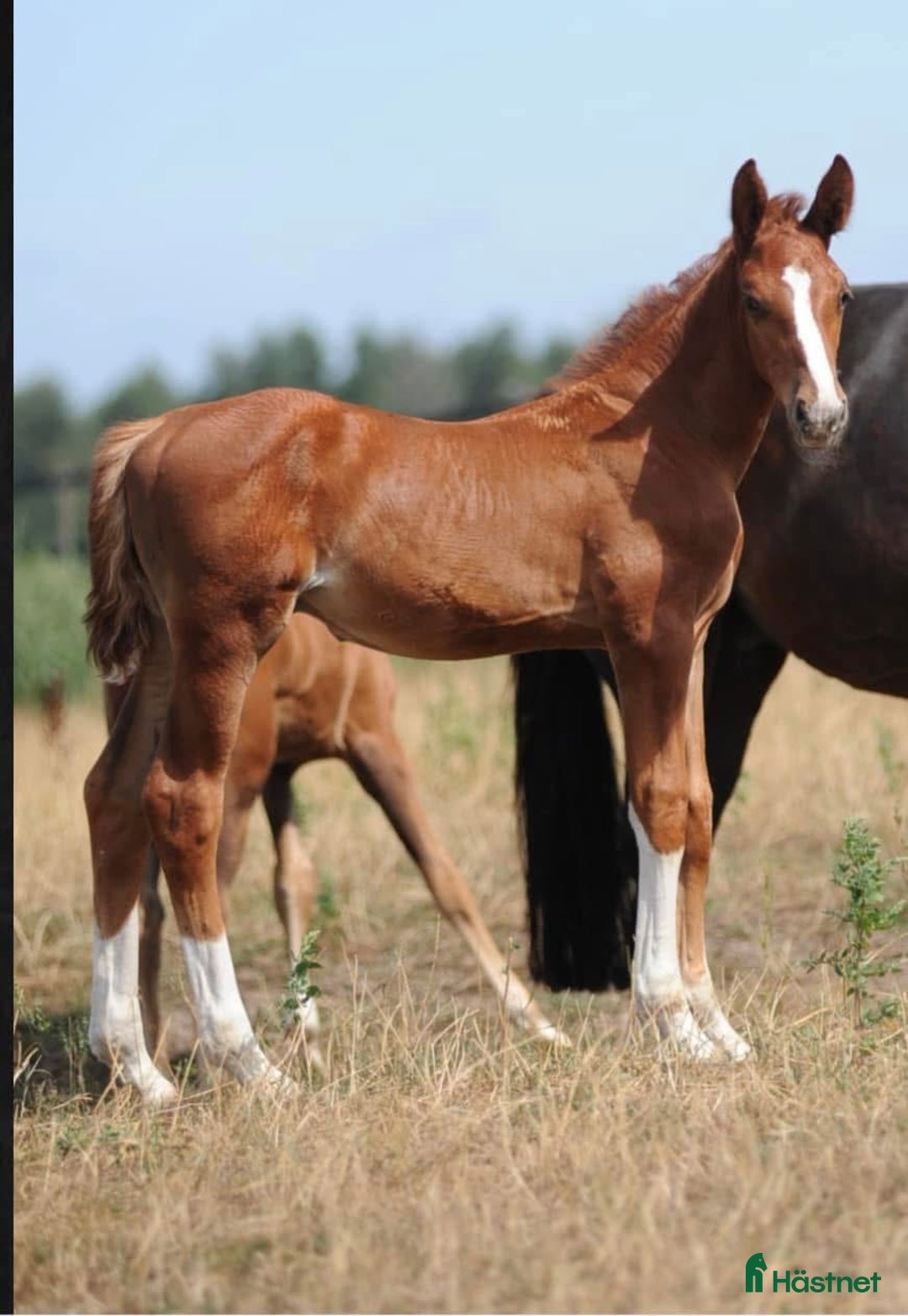Avelshästar hästar till salu: Avelssto e Bamako de Muze dräktig med Cascadello I i Eskilstuna - Annons 3