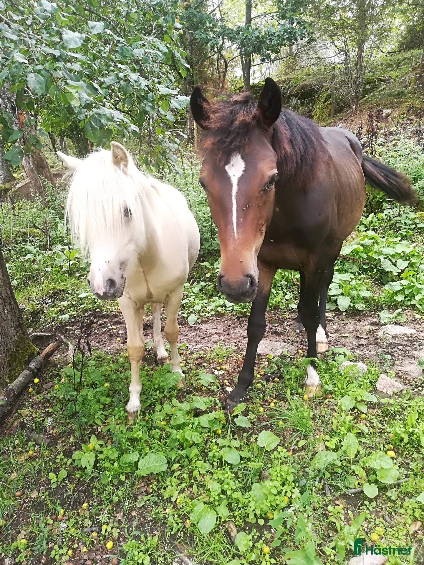 foderhäst Känslig newforest med mycket nerv - Annons 2