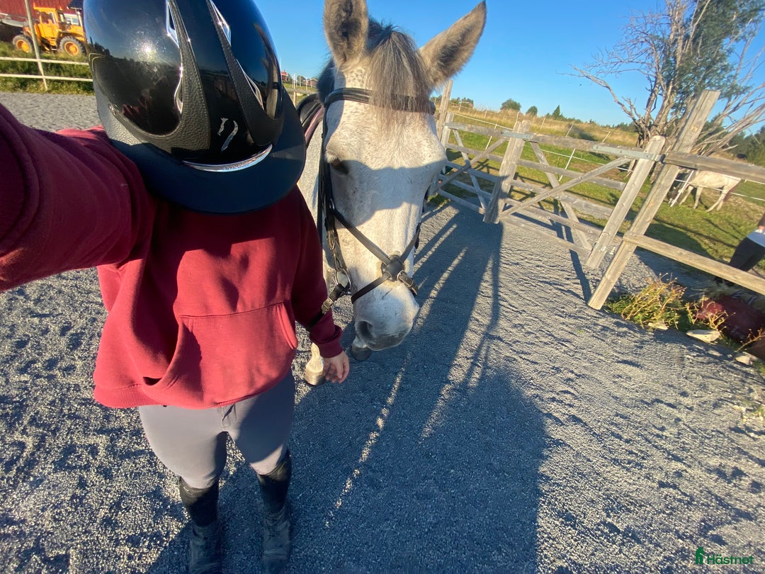 Hjälmar ryttarutrustning till salu: Fin Antares hjälm i Östersund - Annons 1