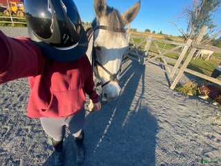 Hjälmar ryttarutrustning till salu: Fin Antares hjälm i Östersund - Annons 1