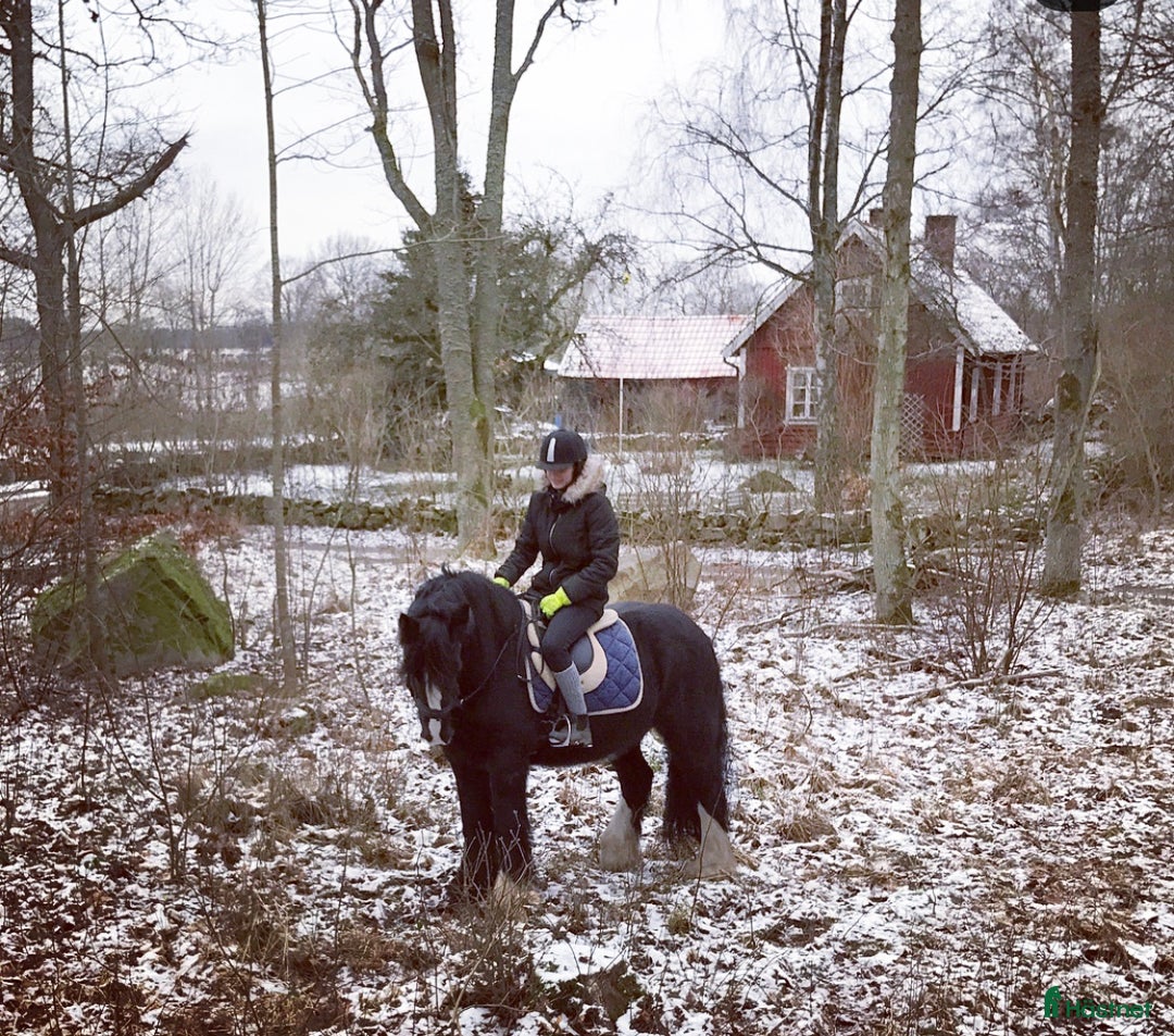 Sällskap hästar till salu: Världens bästa sällskapshäst i Kristianstad - Annons 5