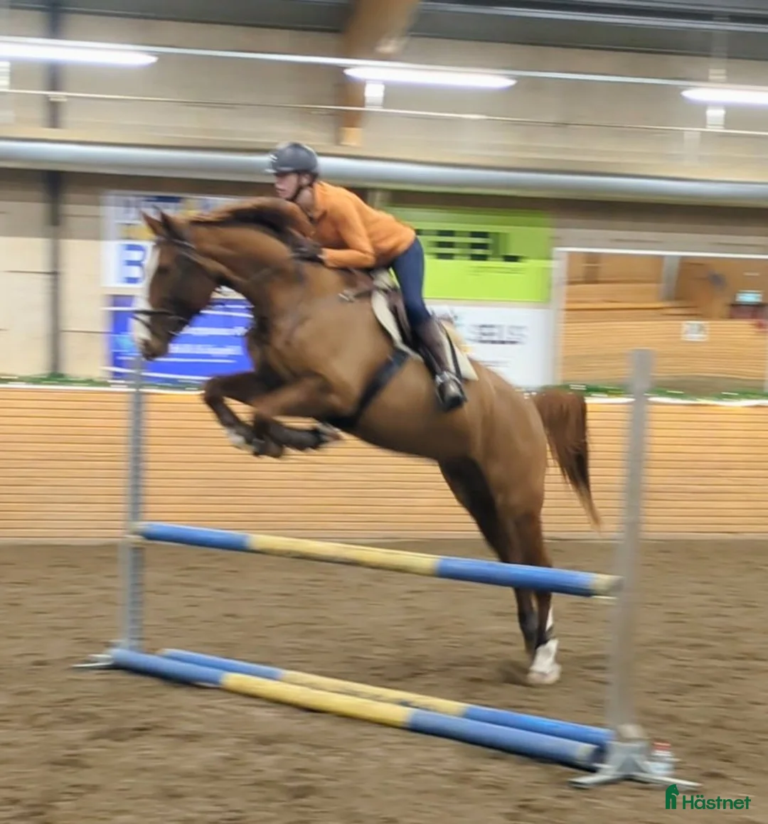 Hoppning hästar till salu: Lovande häst för dig med kunskap och tid  - Annons 2