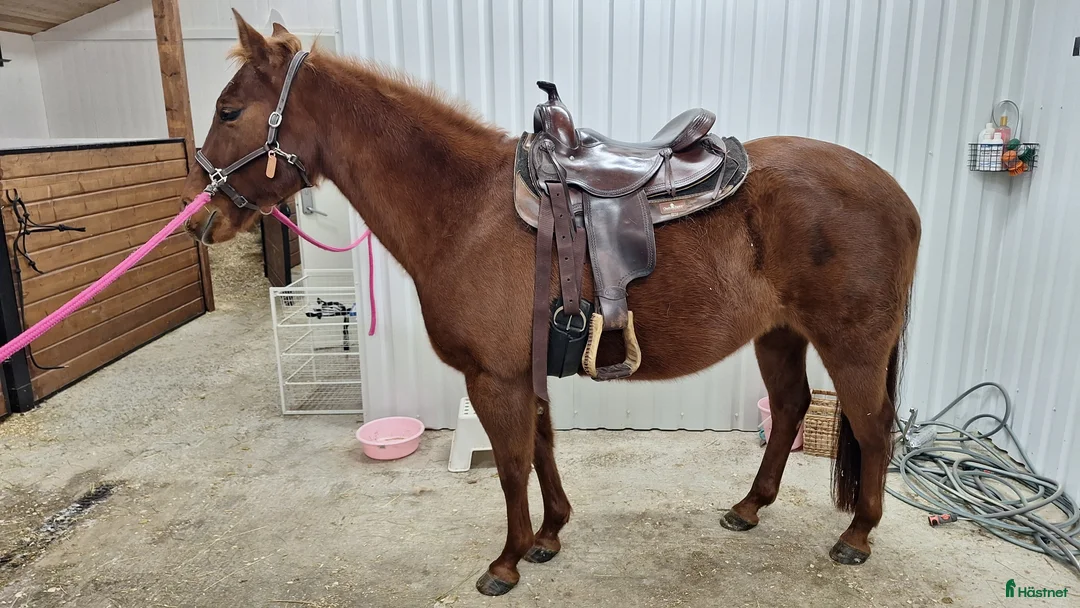 Western hästar till salu: Quartersto efter Dual Rey - Annons 3