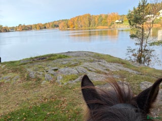 hästar Söker foderhäst i Kode - Annons 21