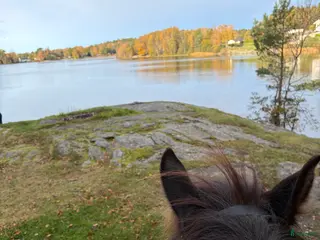 hästar Söker foderhäst i Kode - Annons 3