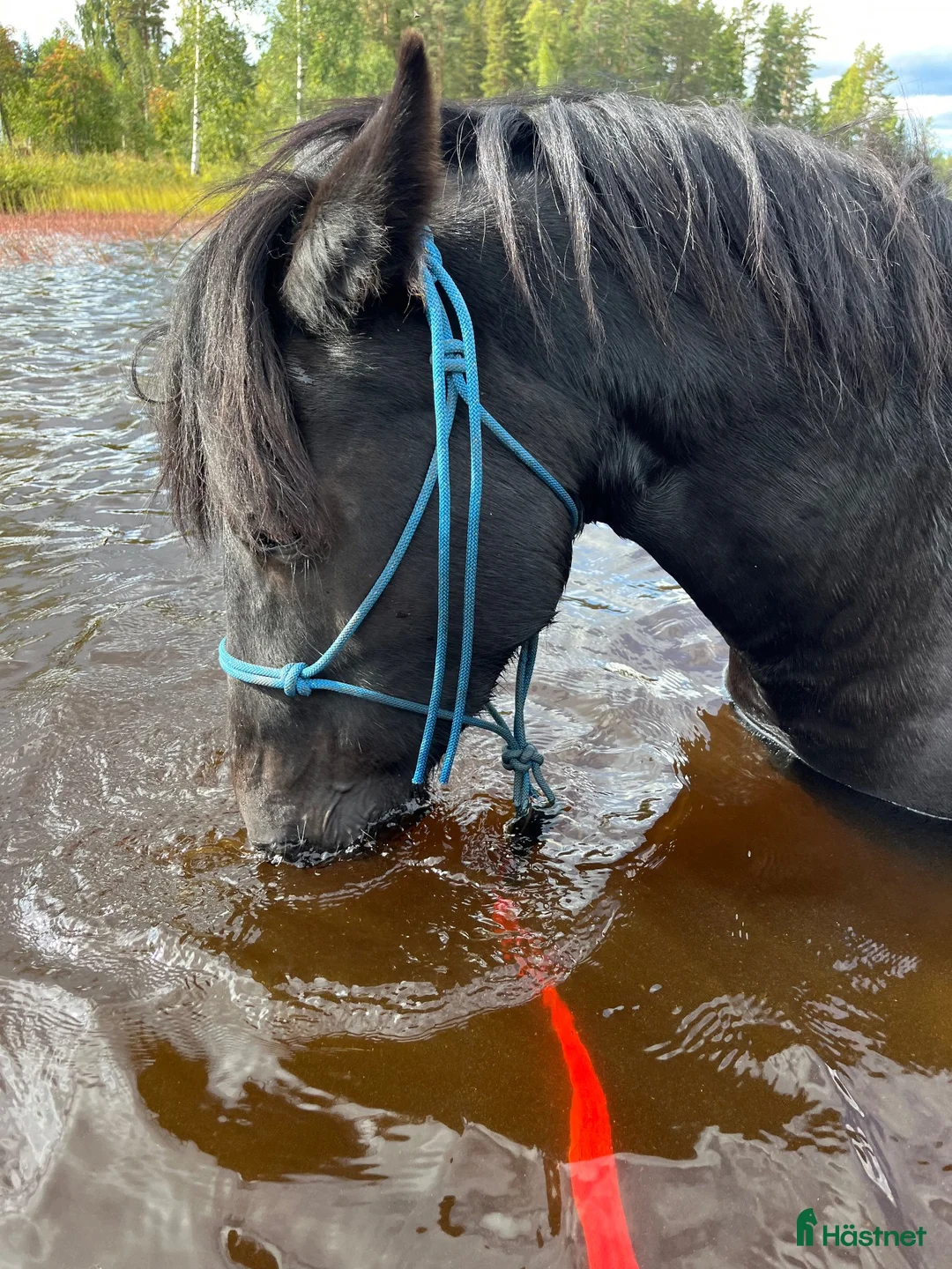 Allround hästar till salu: Rar ponny - Annons 2