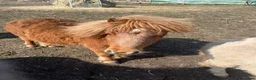 Övrigt hästar till salu: Minishetland hingst  - Annons 6