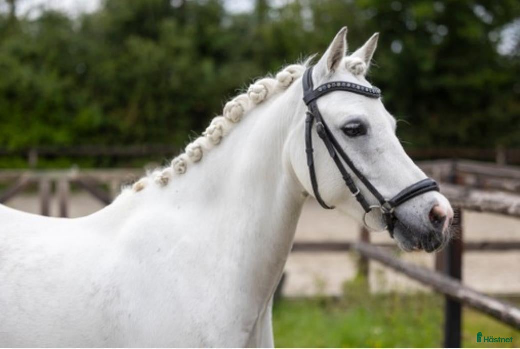  hästar Drömponny - Annons 2