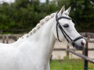 hästar Drömponny - Annons 18