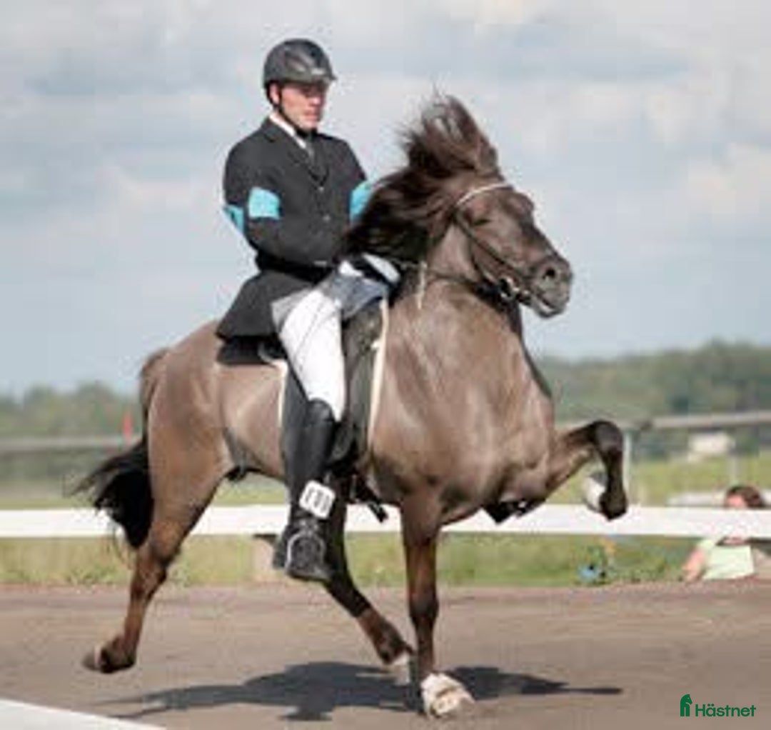 Island hästar till salu: Prissänkt!! Valkyria, E: Toppur - Annons 4