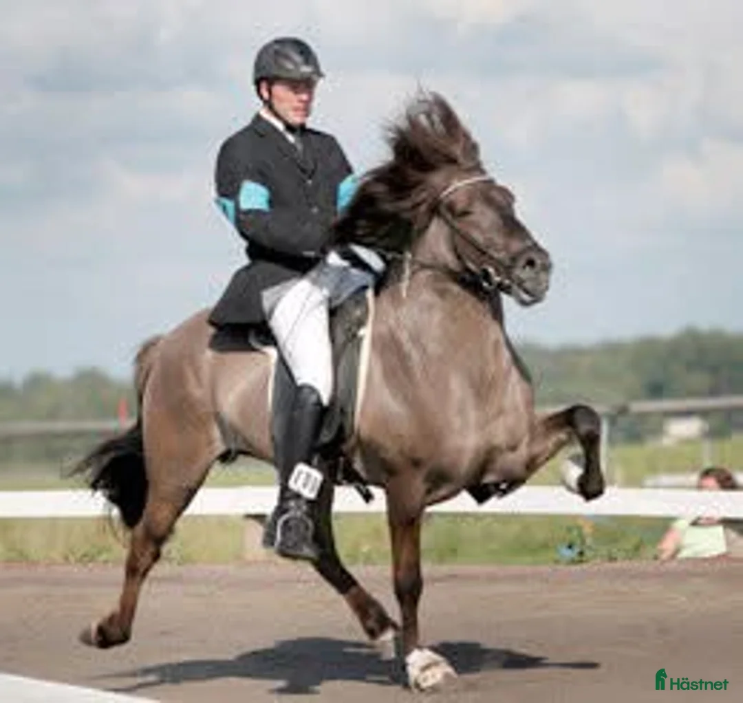 Island hästar till salu: Prissänkt!! Valkyria, E: Toppur i Norberg - Annons 4