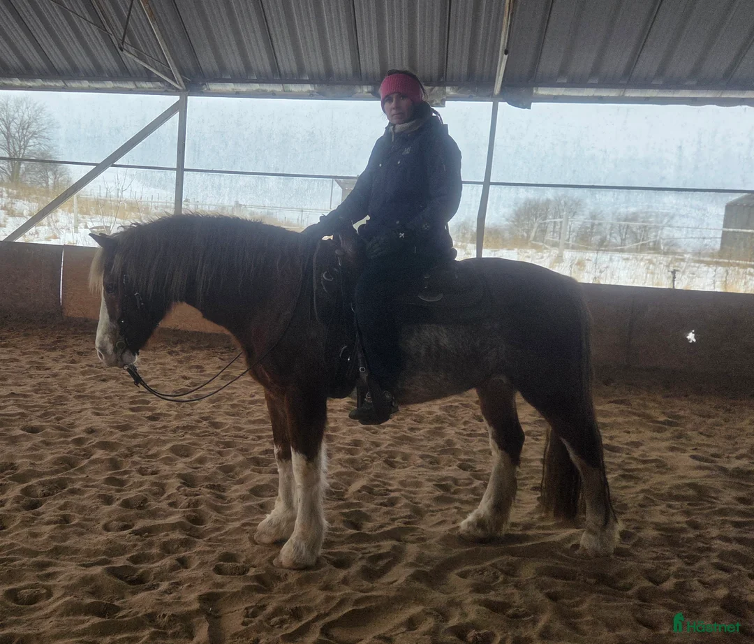 Allround hästar till salu: Hobbyhäst western, dressyr och hoppning - Annons 1