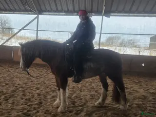 hästar Hobbyhäst western, dressyr och hoppning - Annons 16