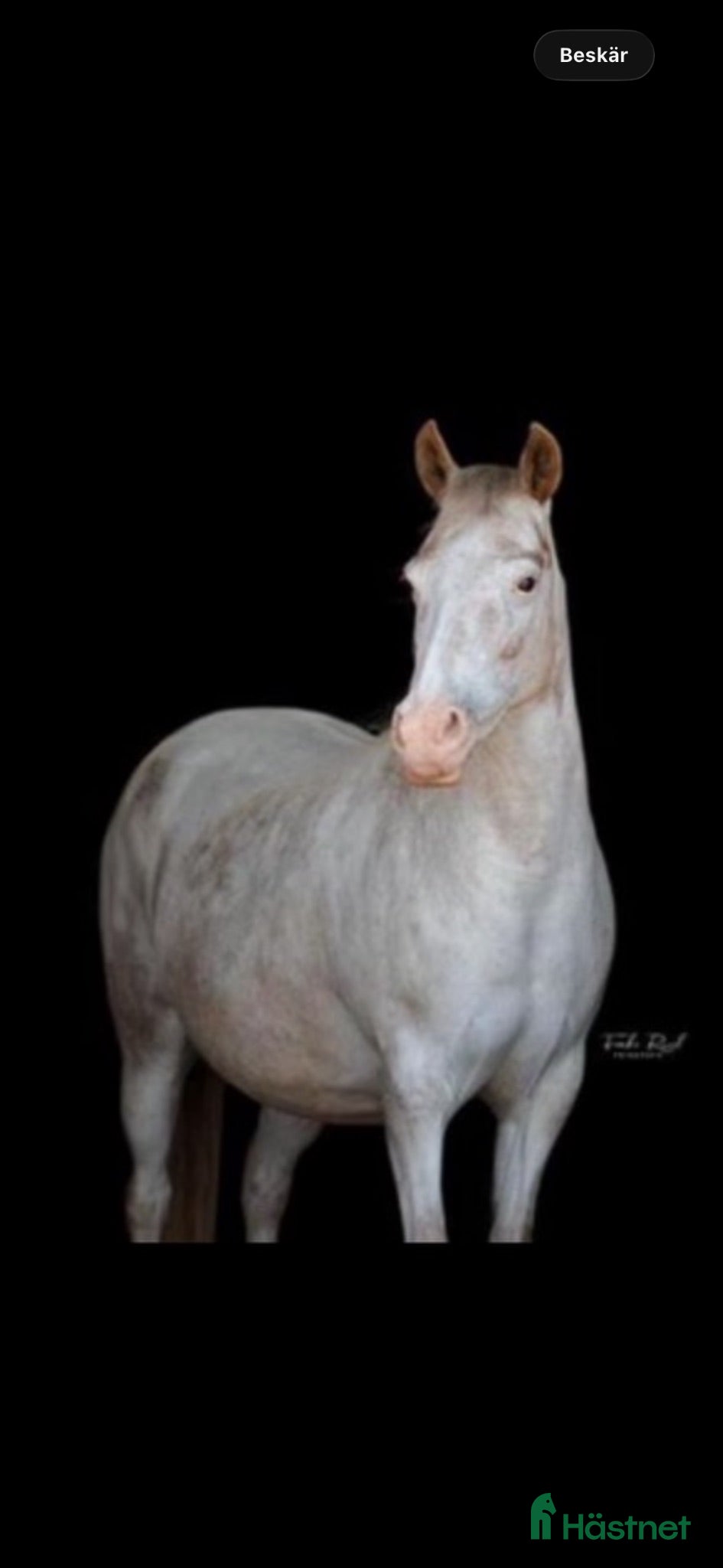  hästar Appaloosa sto - Annons 3