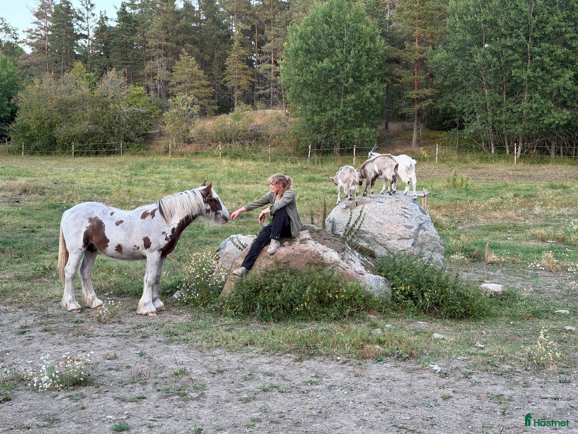  medryttarhäst finnes: Har du ett genuint intresse för belöningsbaserat? - Annons 2