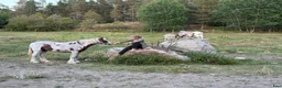  medryttarhäst finnes: Har du ett genuint intresse för belöningsbaserat? i Almunge - Annons 2
