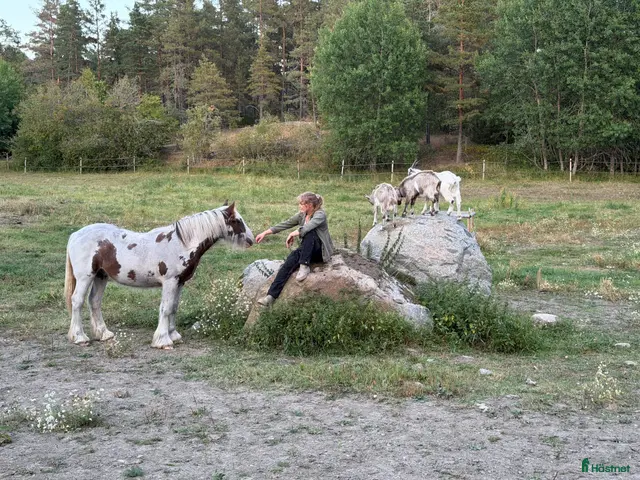 medryttarhäst finnes: Har du ett genuint intresse för belöningsbaserat? - Annons 2