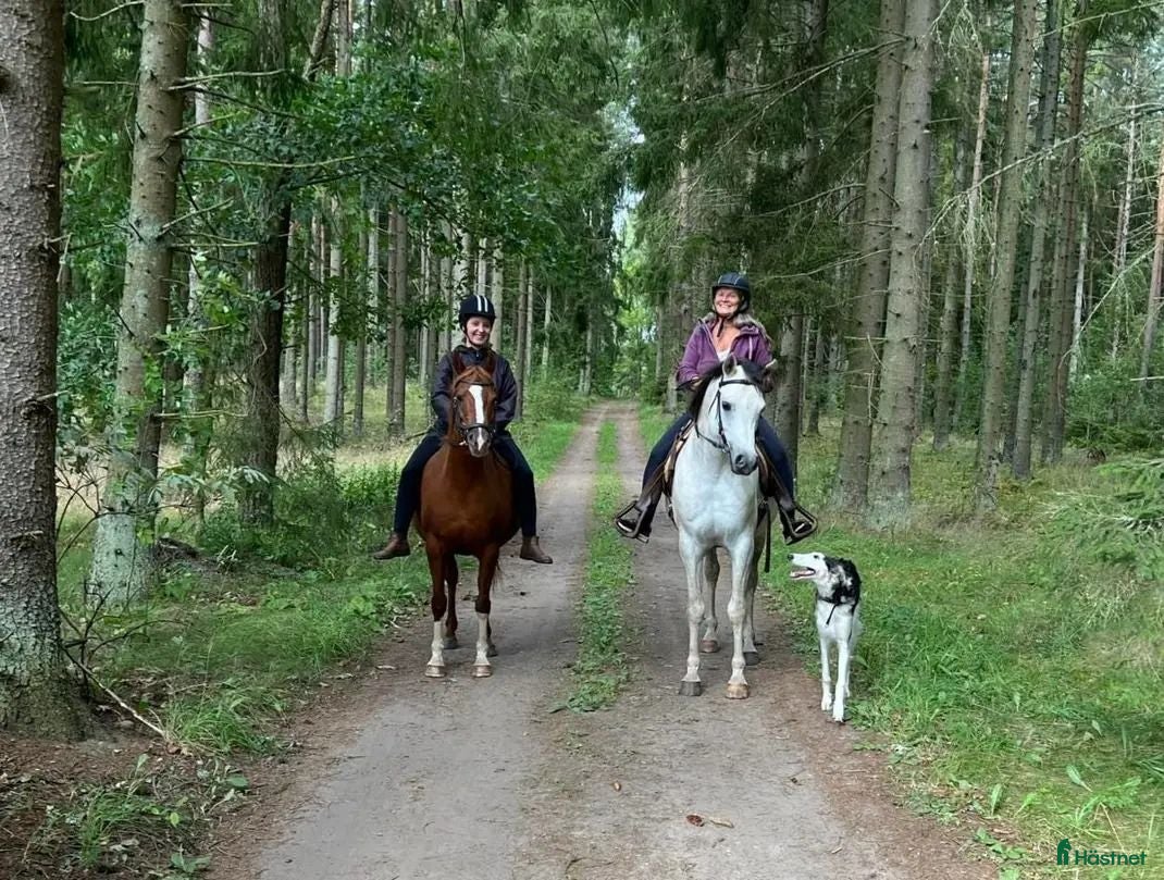  hästar Flera ston och en hingst - Annons 7