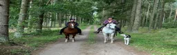 Allround hästar till salu: Flera ston och en hingst - Annons 1