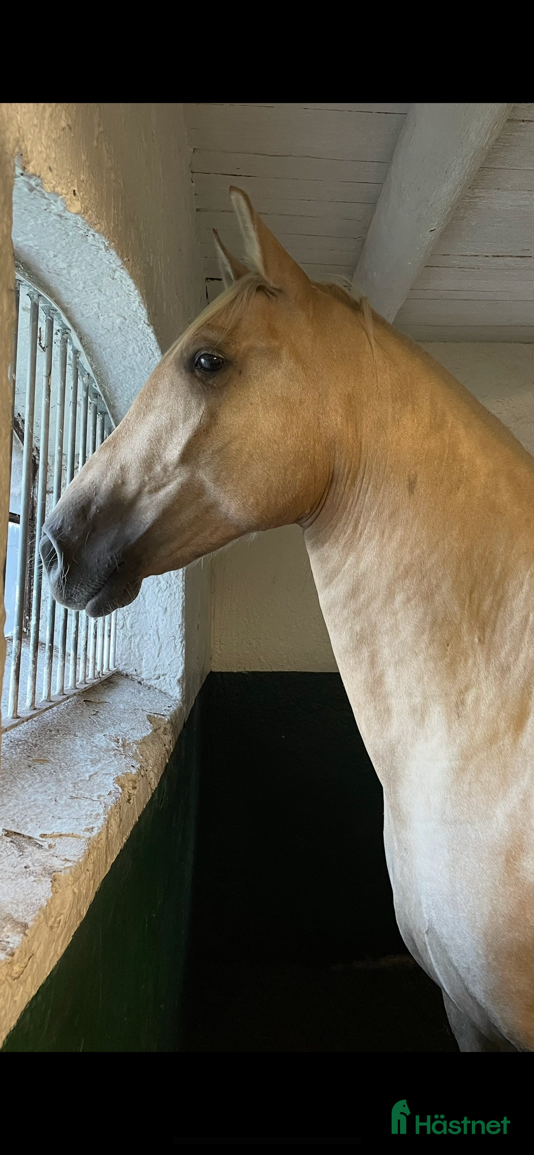 Övrigt hästar till salu: Vacker lyxig PRE med fantastisk potential i Onsala - Annons 2