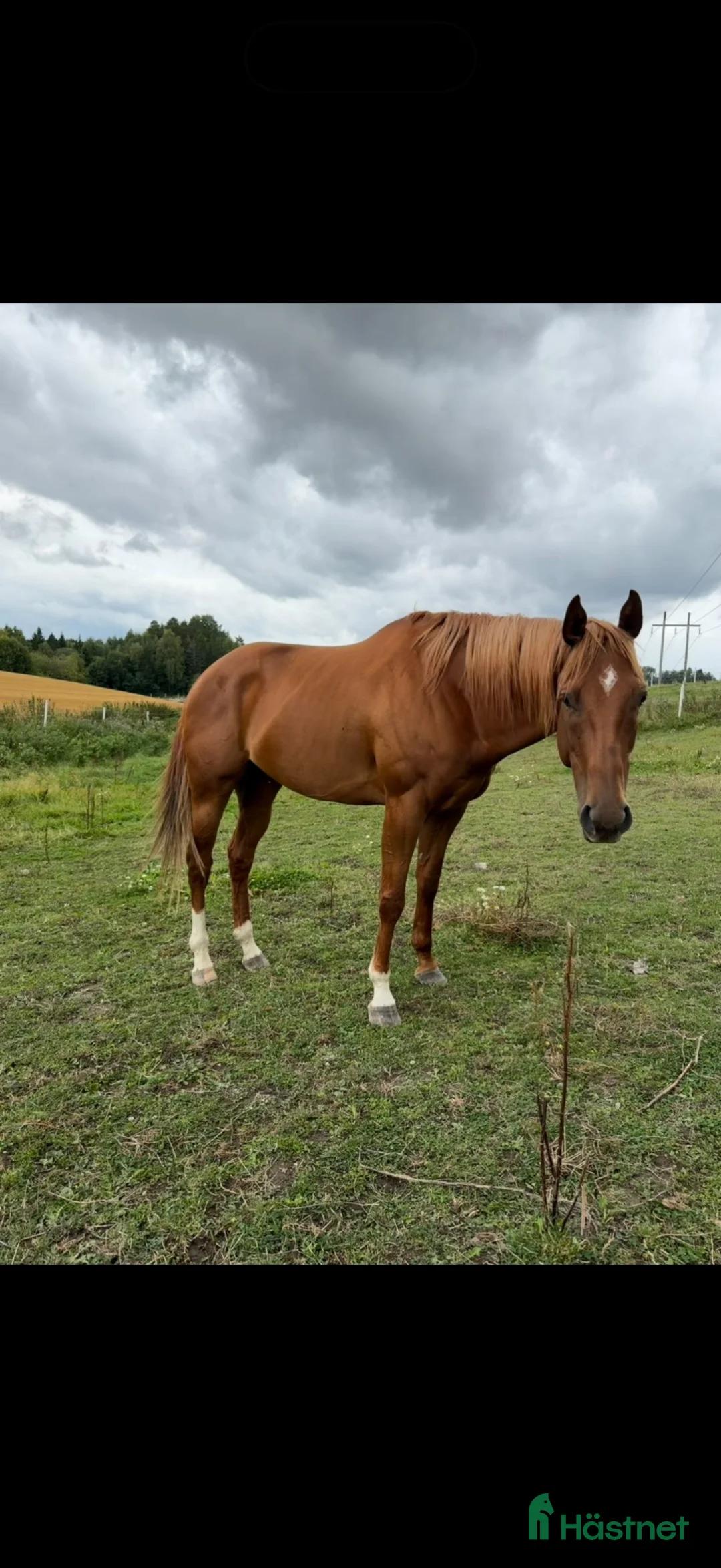 Allround hästar till salu: Lekker 4 årig fullblods  i Blaker - Annons 2
