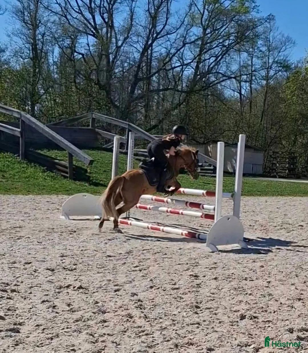 Allround hästar till salu: Snäll,mild,söt! 🎀 B ponny valack 🎀 - Annons 2