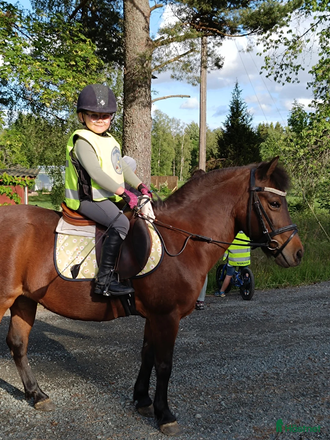 Allround hästar till salu: Barnponny som älskar skogsturer  i Nässjö - Annons 1