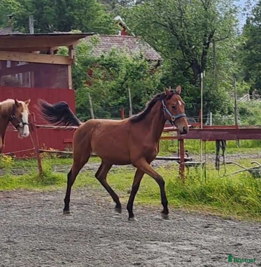  hästar Snäll treårig valack - Annons 2