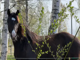 hästar Sto med fin stam - Annons 5