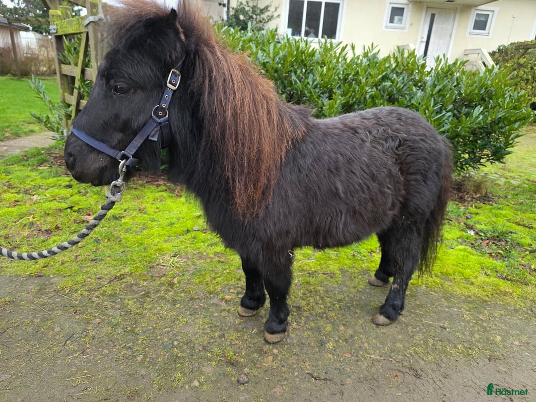 Allround hästar till salu: Riden snäll Falabella 4 år i Laholm - Annons 1