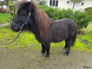 hästar Riden snäll Falabella 4 år i Laholm - Annons 18