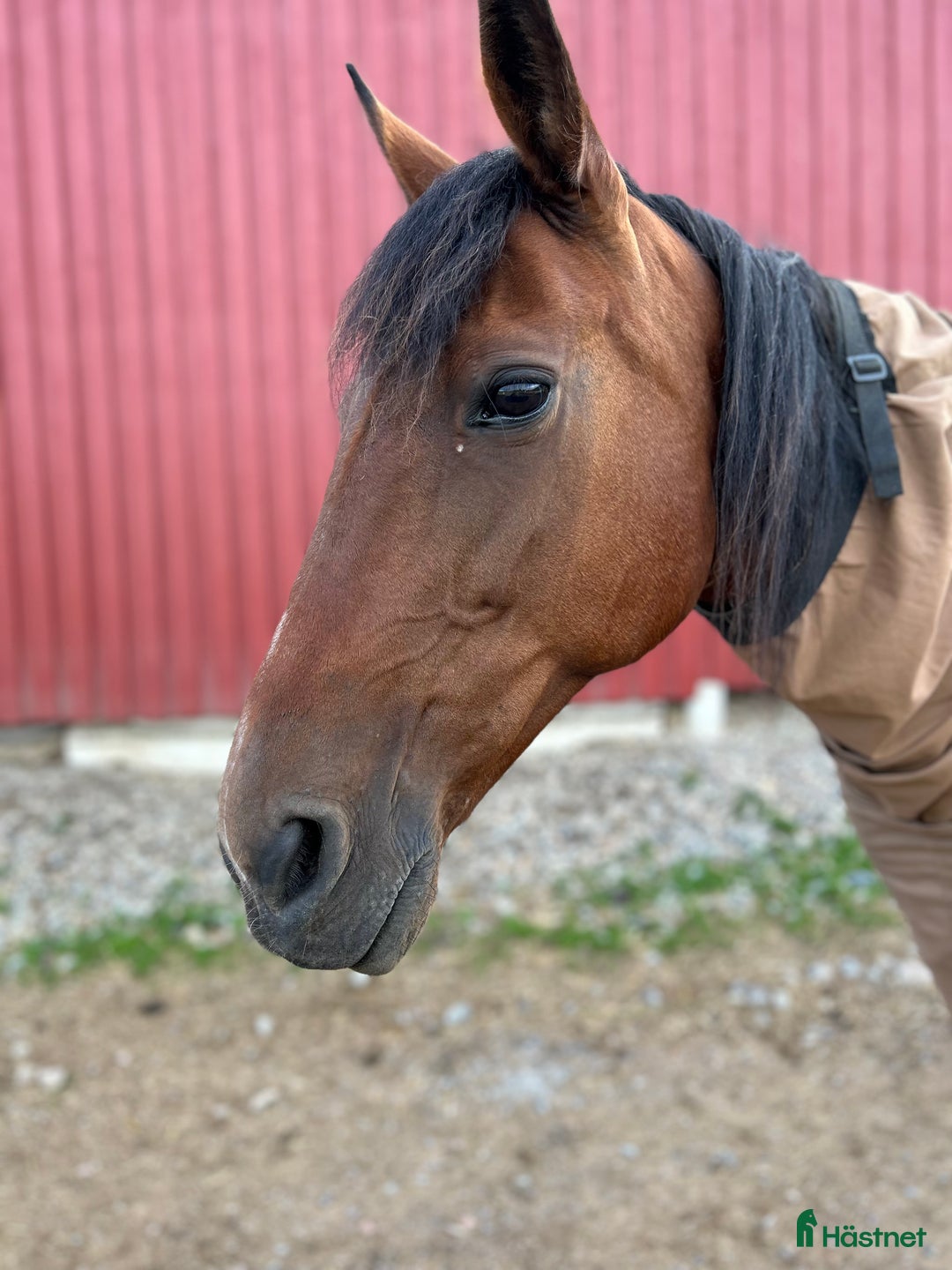 Allround hästar till salu: Snäll tjej söker nytt hem i Moliden - Annons 3