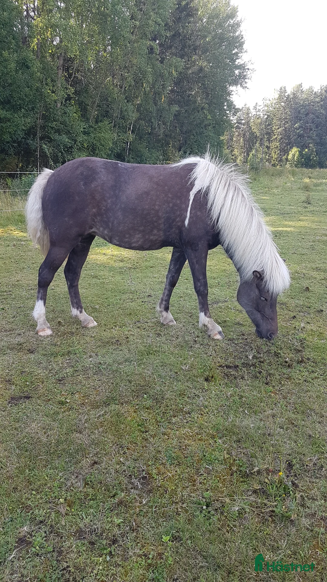 Island hästar till salu: Hrina från Bengterud - Annons 6