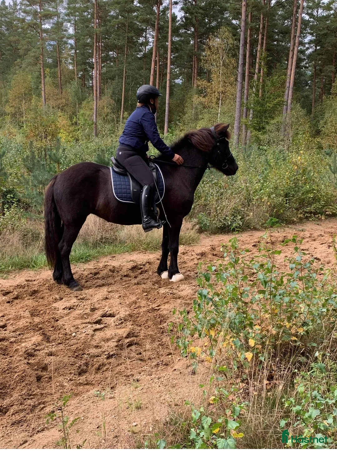 Island hästar till salu: Islandsto - Annons 1