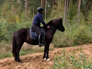 hästar Islandsto - Annons 12