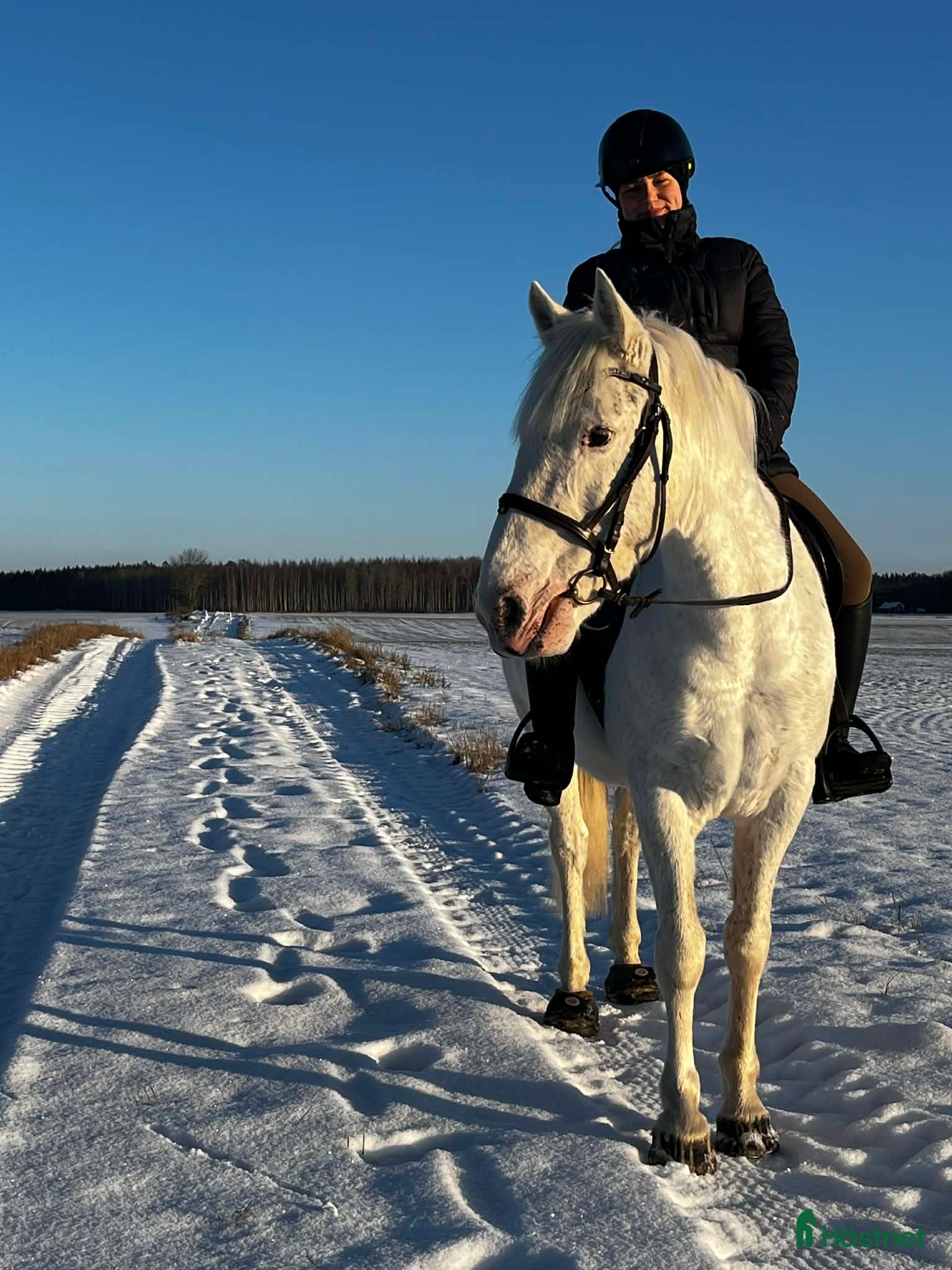 Allround hästar till salu: Projekt till lugnt och tryggt hem  - Annons 3