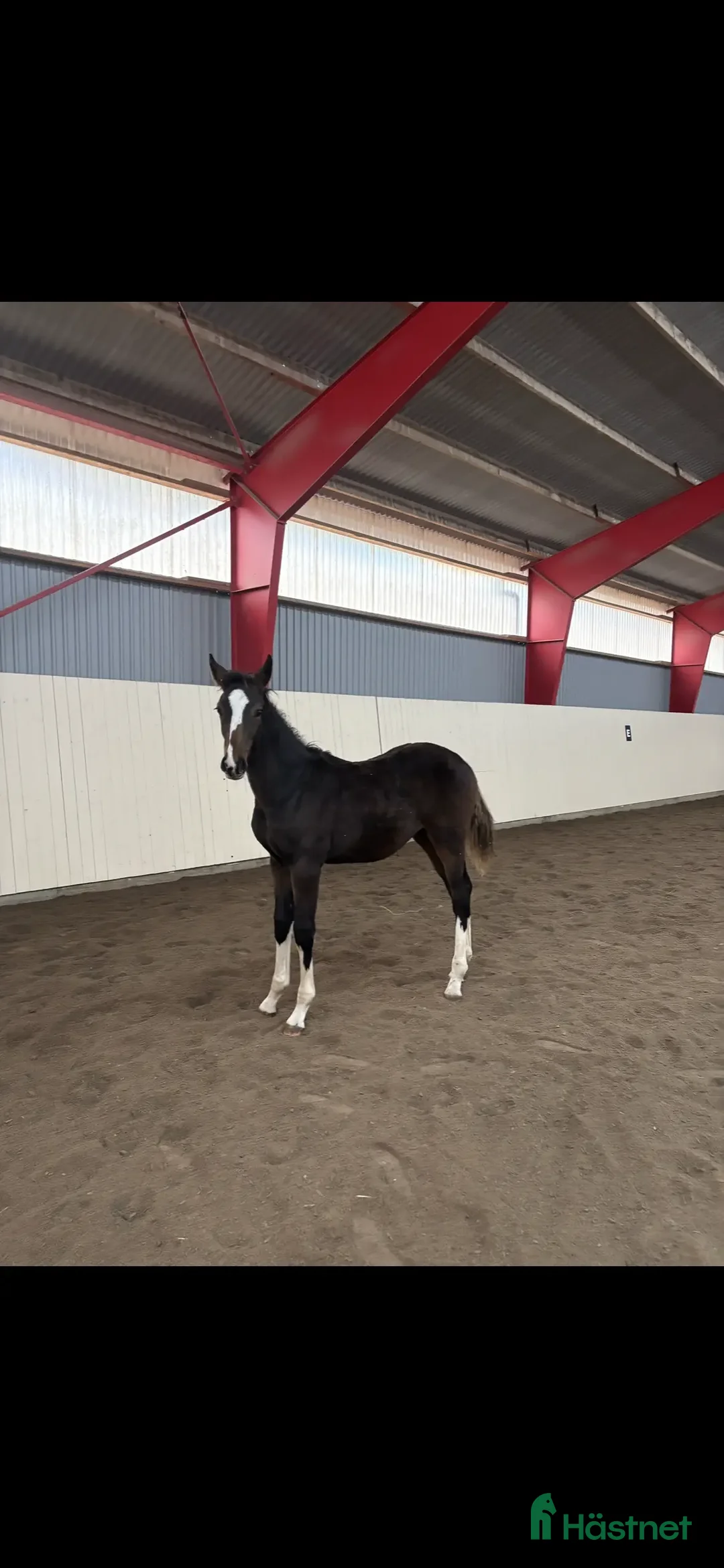 Hoppning hästar till salu: Hingst med fantastiskt temperament  i Fjälkinge - Annons 2