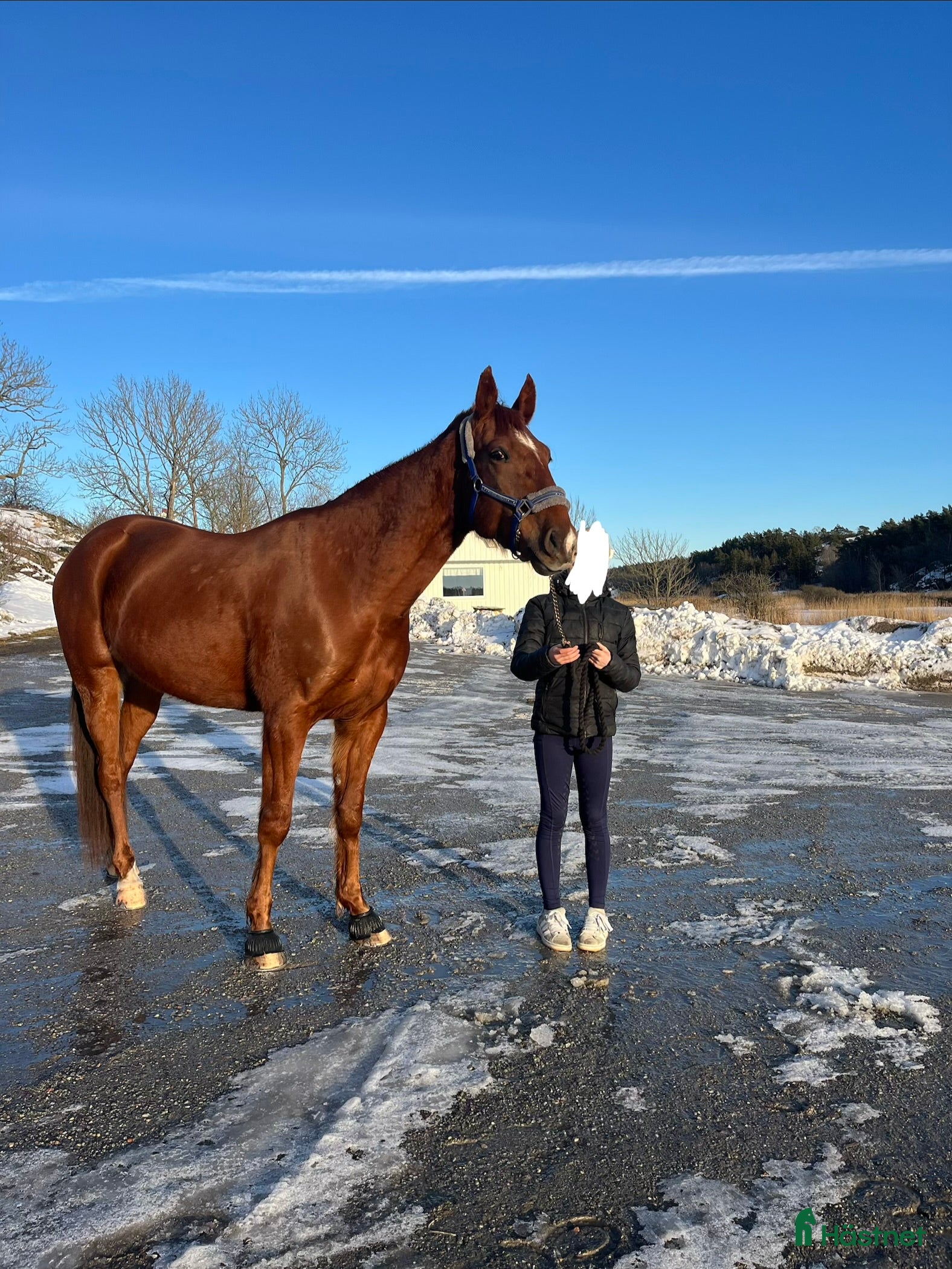  hästar Fin ridtravare med stor potential💫 - Annons 12