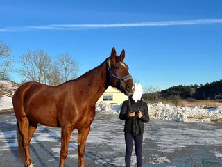 hästar Fin ridtravare med stor potential💫 - Annons 12