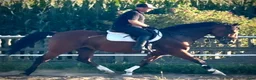 Allround hästar till salu: Quality Bay Recreational Gelding – Rubik - Annons 6